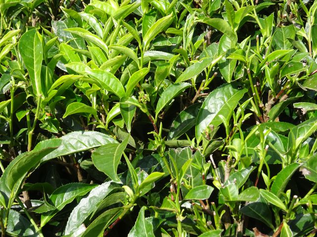 Munnar